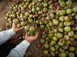  اولین همایش سرشاخه‌زنی گردوی مقاوم به سرما