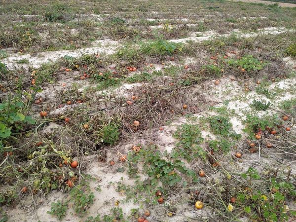 ۱۱۹ میلیارد ریال غرامت به گوجه کاران بوشهری پرداخت شد