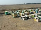 طرح سرشماری زنبورستان ها همزمان با سراسر کشور در شهرستان آبیک انجام شد 