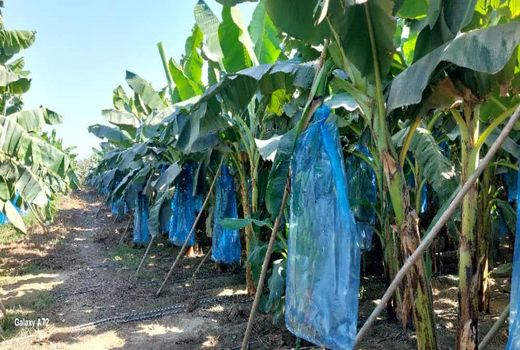 الگوبرداری از طرح‎‌‌های مزارع کشت موز سیستان و بلوچستان