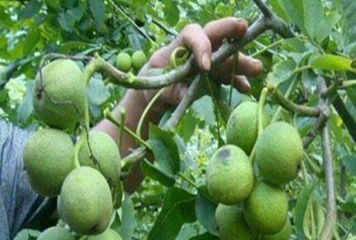 بسیج دستگاه‌های دهاقان برای مقابله با آفت درخت گردو