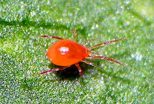 رها سازی  کنه شکارگر جهت کنترل آفات گلخانه ای