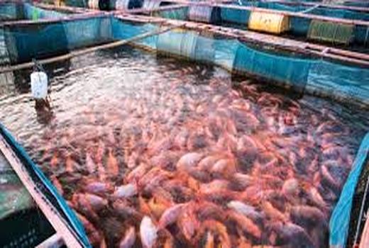 یک تیر و دو نشان با استفاده از استخرهای دو منظوره پرورش ماهی