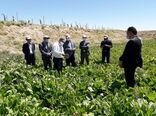 توسعه مکانیزاسیون در بخش کشاورزی از اولویت‌های وزارت جهاد کشاورزی است