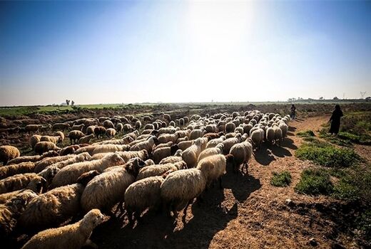 پاکستان یکی از بهترین گزینه‌ها برای تأمین دام زنده و گوشت کشور است

