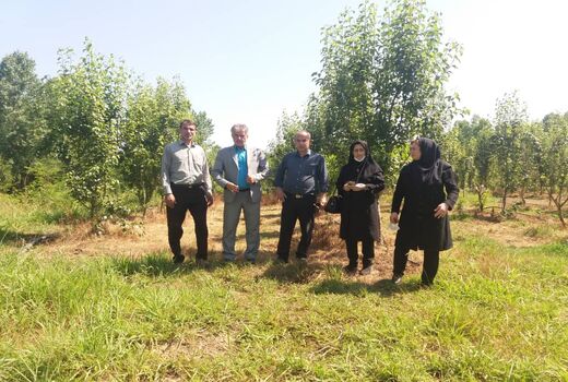 بازدید مدیر جهاد کشاورزی لاهیجان از مجتمع ۱۲ هکتاری شهرستان