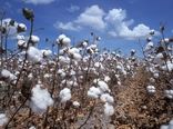 برنامه کشت 20 هزار هکتار پنبه در مزارع گلستان