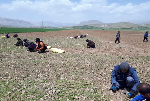 کشت پیاز در 160 هکتار از اراضی کشاورزی شهرستان کیار 