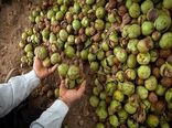 آغاز برداشت گردو در شهرستان تالش