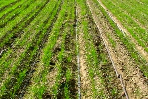 ۲۵ درصد محصولات زراعی آبی استان به روش تیپ آبیاری می‌شود