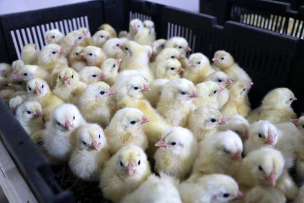 تثبیت جوجه‌ریزی در مرغداری‌های قزوین با رشد ۵ درصدی