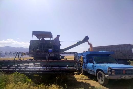 برداشت کلزا و گندم در شهرستان جلفا