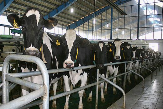 بیش از 100 مرکز گاوداری شیری  در استان  اردبیل فعالیت دارند