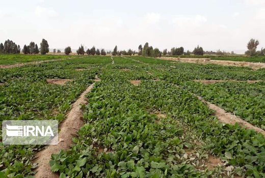 ۷۵ سبزی‌کار متخلف به دستگاه قضایی کردستان معرفی شدند