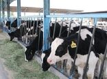 اتمام طرح هویت گذاری دام های سبک و سنگین