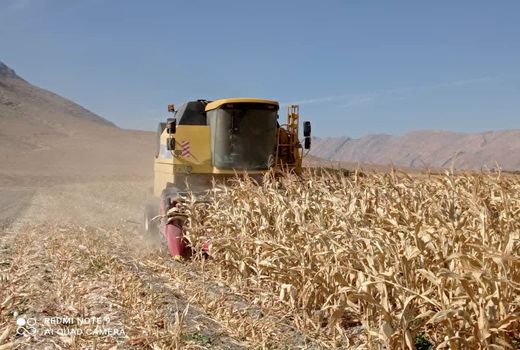 آغاز برداشت ذرت دانه‌ای در استهبان 
