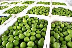 پیش بینی تولید 120 هزار تن لیمو ترش در هرمزگان/ نبود صنایع بسته بندی مناسب و بیماری جاروک جادوگر از دغدغه های اصلی باغداران لیمو