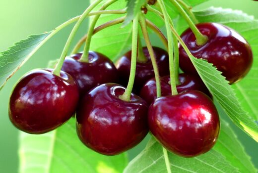 آغاز برداشت گیلاس از باغ‌های آذربایجان‌غربی