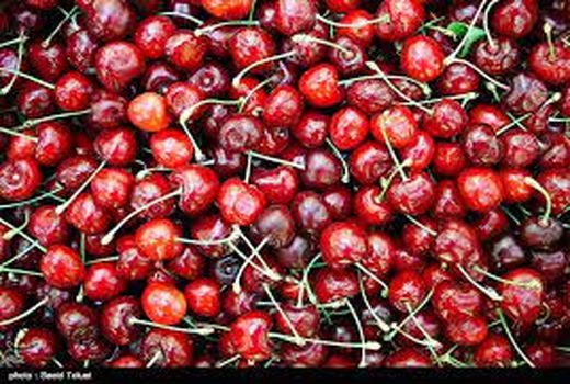 برداشت گیلاس از باغ های اسفراین 