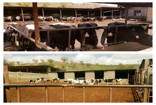 مشکلات دامداران  پردیس در بحران ویروس کرونا بررسی شد