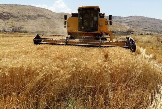 پرداخت 75 درصدی مطالبات گندمکاران تا پایان هفته