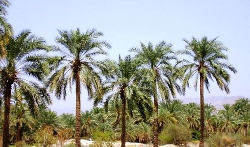 سیره علوی؛ زمین، کار، معیشت