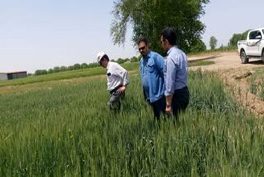 اجرای طرح آزمایشی سموم جایگزین سم رایج مبارزه با آفت سن گندم در شهرستان آبیک 