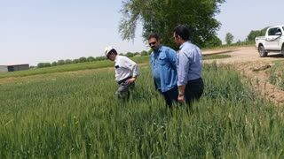 اجرای طرح آزمایشی سموم جایگزین سم رایج مبارزه با آفت سن گندم در شهرستان آبیک 