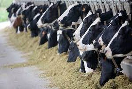 تحویل بیش از ۱۷۷ هزار تن خوراک دام دولتی به دامداران خراسان شمالی