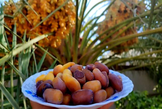 آغاز برداشت رطب و خرما در شهرستان زرین دشت