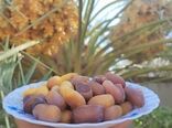 آغاز برداشت رطب و خرما در شهرستان زرین دشت