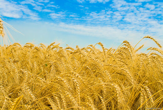 افزایش نرخ گندم، خرید این محصول را در آذربایجان غربی افزایش خواهد داد
