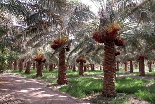 آغاز خرید تضمینی خرمای استعمران پس از ۱۷ سال در خوزستان