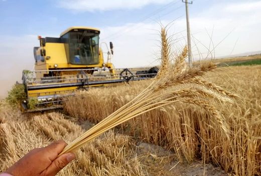  رازهای طلایی کشت گندم پرسود 