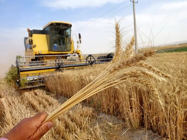  رازهای طلایی کشت گندم پرسود 