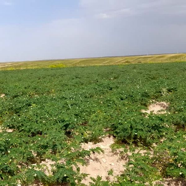 آغاز کشت حبوبات دیم در ۱۲ هزار هکتار از اراضی زراعی شهرستان چاراویماق