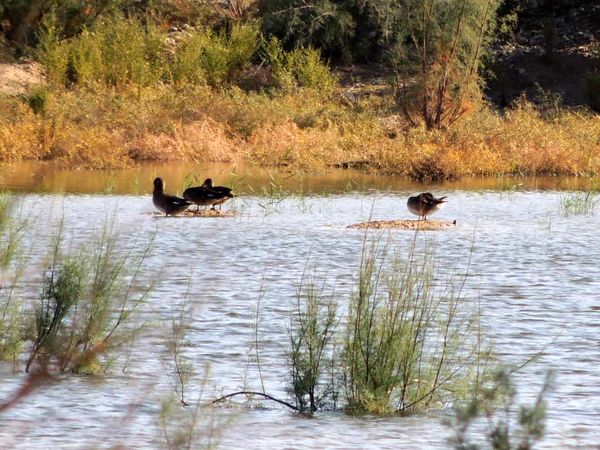 پیشگیری از آنفلوانزای فوق حاد پرندگان در زیستگاه‌های خوزستان