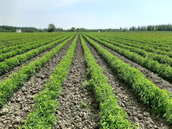 سالانه ۱۰ میلیون اصله نهال در میاندوآب تولید می‌شود