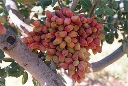 افزایش دو برابری برداشت پسته در کاشان