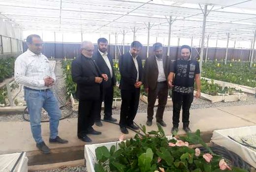 1500نفر در ورامین به کشت گل و گیاه مشغول می شوند