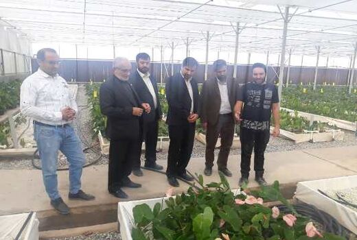 1500نفر در ورامین به کشت گل و گیاه مشغول می شوند