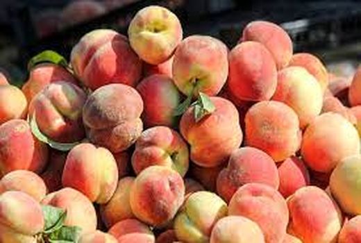 پیش بینی برداشت چهار هزار و ۶۰۰ تن هلو از باغات خراسان شمالی