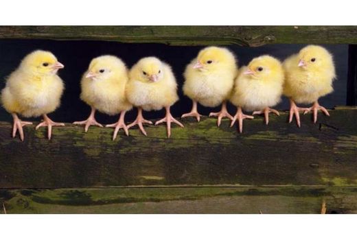 جوجه ریزی 1.2 میلیون قطعه ای در گلوگاه/ فعالیت 51 مرغداری