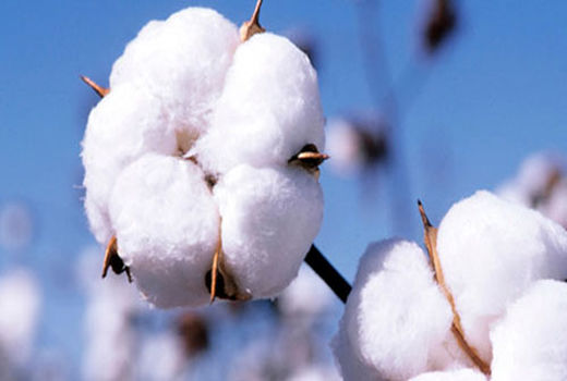 افزایش 8 درصدی سطح زیر کشت پنبه در سال زراعی جاری
