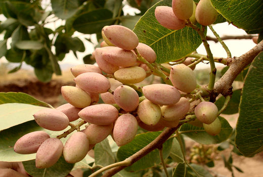 برداشت پسته از سطح 4750 هکتار از باغات استان قزوین آغاز شد