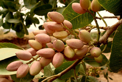 برداشت پسته از سطح 4750 هکتار از باغات استان قزوین آغاز شد