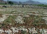 کاهش قیمت پیاز با کشت مکانیزه