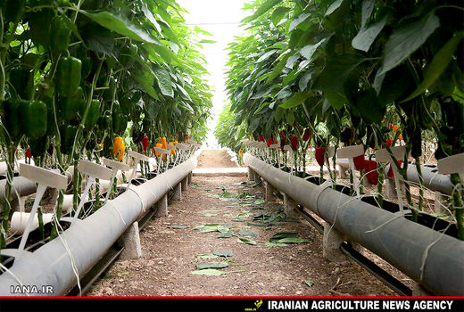 فلفل گلخانه‌ای