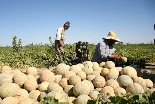 طالبیِ شیرینِ و آبدارِ بادرود به بازار رسید