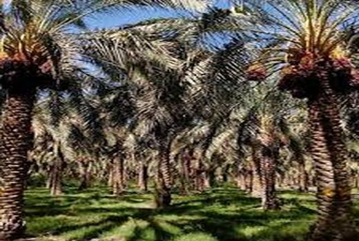 عمده نخیلات شهرستان فهرج گرده افشانی شد